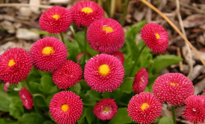 Маргаритка многолетняя